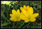 croccus 2