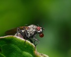 BUBBLE FLY BUBBLE FLY