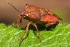 Cimice rossiccia. Cimice rossiccia.