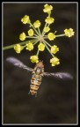 747 in atterraggio sul fiore giallo! 747 in atterraggio sul fiore giallo!