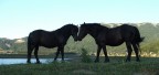 amore equino amore equino