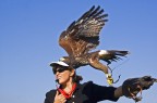 ... nel corso di un'esibizione di falconieri...

critiche e suggerimenti sono ben graditi...