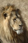 Leone rifatto Leone rifatto