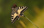 Papilio machaon Papilio machaon