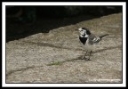 White Wagtail White Wagtail