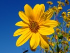 Primavera d'autunno Primavera d'autunno