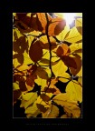 Yellow Mood