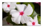 White flowers