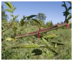Mantis Religliosa -non c' rosa senza spine-