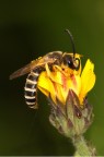 Halictus scabiosae Halictus scabiosae