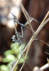 Empusa pennata Empusa pennata