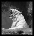Tigre del Bengala Tigre del Bengala