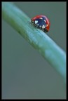 Coccinella su stelo Coccinella su stelo