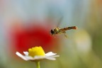 Ho pensato di riunire in un portfolio alcuni scatti di insetti in volo.
Ho fatto delle modifiche ad alcune foto che sono gi state postate nella sezione Macro e Close Up.
Dati di scatto validi per tutte le foto:
Fotocamera Nikon D70 - Obiettivo AF-Micro Nikkor 105mm f/2.8 D - Iso 200 - Mano libera - No Flash
Vicino alla lettera di ogni allegato c' il valore del diaframma e il tempo di esposizione.
Dati di scatto per la prima foto Diaframma 8 Esposizione 1-500 di secondo.
Spero vi piaccia.