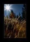 Day Star Day Star