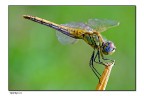 dragon fly dragon fly