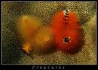 Creatures Creatures