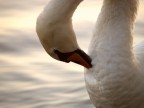 cigno2 cigno2