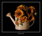 Girasoli... Girasoli...