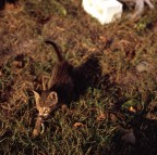 Senza titolo Senza titolo