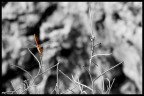 Libellula - Riserva di Capo Rama Libellula - Riserva di Capo Rama