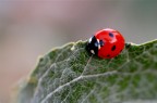 CocciBella CocciBella
