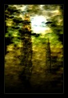 ... cipressi ... ... cipressi ...