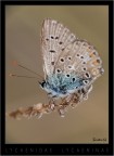 Lycaenidae Lycaeninae Lycaenidae Lycaeninae