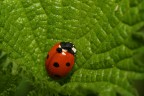 Coccinella Coccinella