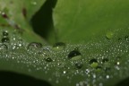 La rugiada del mattino La rugiada del mattino