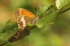 Coenonympha arcania Coenonympha arcania