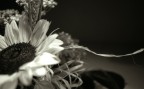 Girasole Girasole