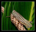 CAVALLETTA CAVALLETTA