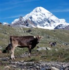 Vacca Beata Vacca Beata