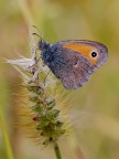 Satyrinae