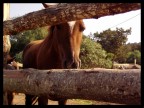 Horse Horse