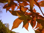 ....ombre rosse ....ombre rosse