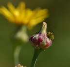 Ma cosa guardi...!?! Ma cosa guardi...!?!