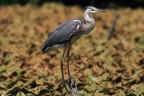 ardea cinerea ardea cinerea