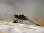 Libellula2 Libellula2
