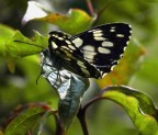 Vellutata Vellutata