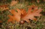 brown autumn