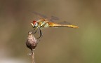 Libellula Libellula