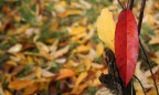 red &amp; yellow
