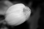 la tulipe blanche la tulipe blanche