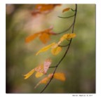 Posto uno dei primi scatti con il 50mm f 1.8.
Non  perfetto: un colpo di vento ha mosso le foglie provocando uno strano effetto....ma mi piace e lo sottopongo alla vs critica

f 2.0 - 1/400s - ISO 200