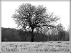 Grande Albero... Grande Albero...