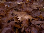 foglie d'autunno foglie d'autunno