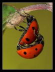 Coccinelle Coccinelle