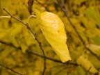 giallo d'autunno giallo d'autunno